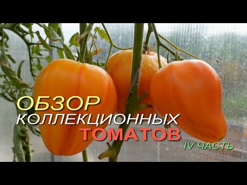 Видео: Обзор КОЛЛЕКЦИОННЫХ ТОМАТОВ. IV ЧАСТЬ.