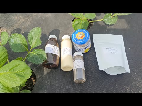 Видео: Обработка клубники от фитофторы, серой и корневой гнили, препаратами, Юниформ, Ридомил Голд и Хорус