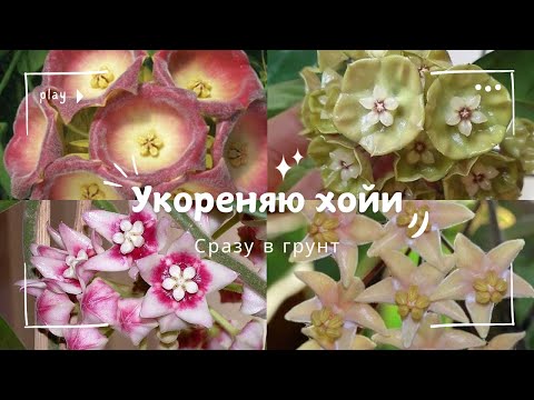 Видео: Укореняю хойи //Как я это делаю🌱