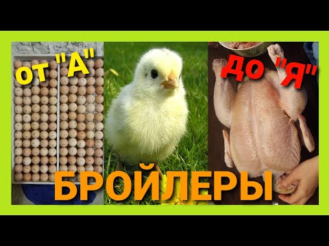 Видео: 🐔ВЫРАЩИВАНИЕ БРОЙЛЕРОВ от А до Я. КАК ЭТО ДЕЛАЕМ МЫ.🐔