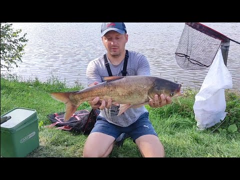 Видео: Удачно отловился по толстолобику. Рыбалка на технопланктон. Рыбалка на карпа и замешивание прикормки