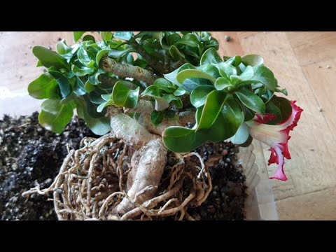 Видео: Пересадка Мини Адениума