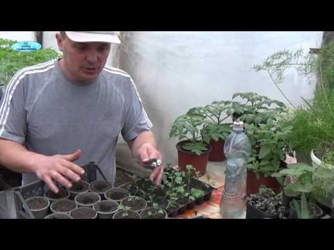 Видео: КАПУСТА БРОККОЛИ.ШАГ 3.ПЕРЕСАДКА В СТАКАНЫ.