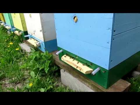 Видео: Донний пильцезборнік в роботі 2018