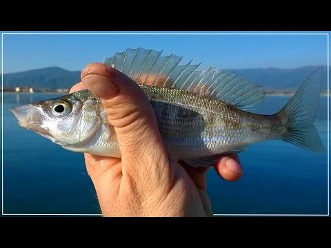 Видео: Морски риболов от брега. Северна Гърция