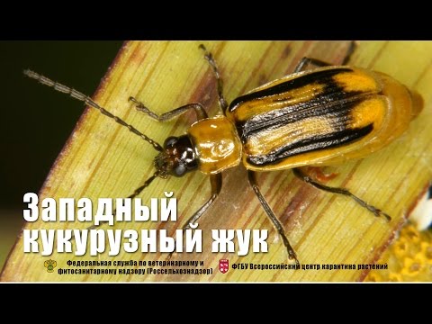 Видео: Западный кукурузный жук (Diabrotica virgifera virgifera)