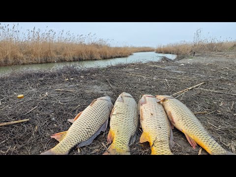 Видео: Как и на что ловить сазан зимой рыбалка удалась