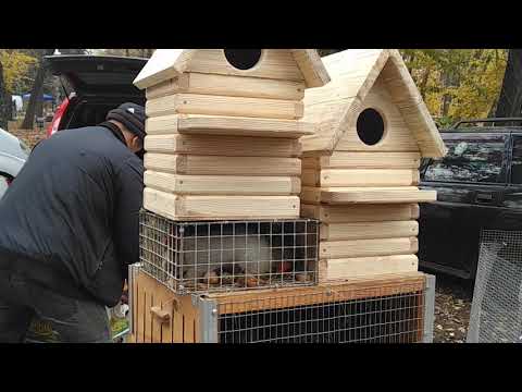 Видео: Выставка голубей и декоративных птиц г.Днепр 9.11.2019