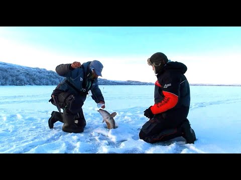 Видео: КРОВЬ НА ЛЬДУ! ЖЕРЛИЦЫ ГОРЯТ, РЫБАЛКА В ЗАПОЛЯРЬЕ