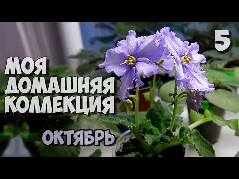 Видео: Моя домашння коллекция Фиалок. Стеллажи с комнатными растениями. Сеянцы фиалок