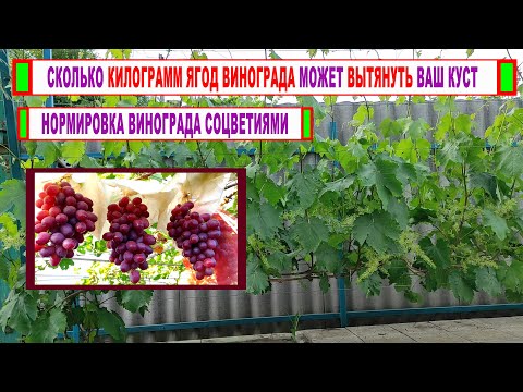 Видео: 🍇 Удали ЭТИ СОЦВЕТИЯ еще до цветения винограда. Сколько ЛИСТЬЕВ НУЖНО для получения 1 кг ягод?
