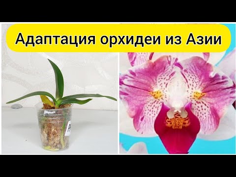 Видео: Адаптация орхидей из Азии || Вернуть тургор орхидеи после пересылки