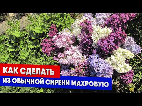 Видео: Как сделать из обычной сирени махровую