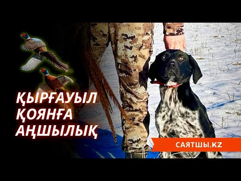 Видео: Қоян, қырғауылға аңшылық 2024!  Маусымның соңы! Охота на зайца и фазана! 2024!