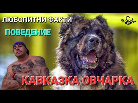 Видео: КАВКАЗКИ ВЪЛКОДАВ - ЛЮБОПИТНИ ФАКТИ И ПОВЕДЕНИЕ  а.С.м