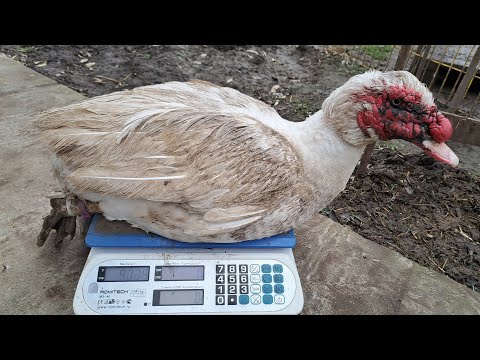 Видео: Мускусные утки тяжи/Племенные семьи 2025г/