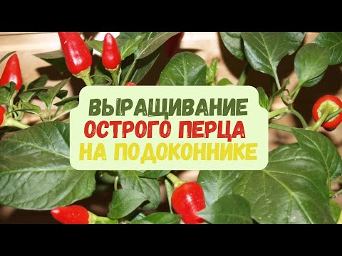 Видео: 🌶️ Как вырастить острый перец из семян в домашних условиях