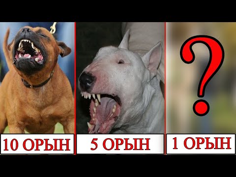 Видео: ТІСТЕУ КҮШІ ең мықты 10 ИТ