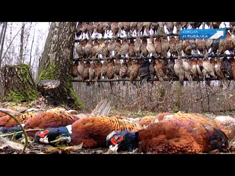 Видео: САМАЯ БОЛЬШАЯ ОХОТА С СОБАКАМИ НА ФАЗАНА! Охота с Леонидом Костюковым