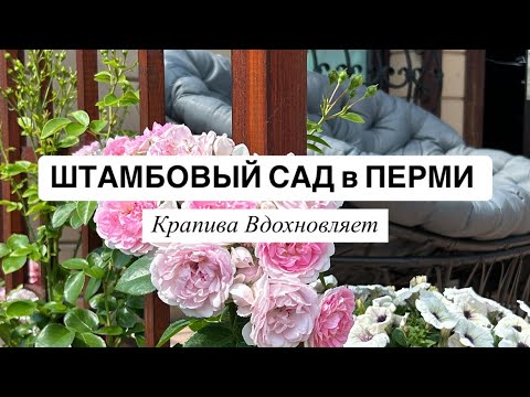 Видео: ШТАМБОВЫЙ САД в ПЕРМИ | рубрика «Крапива Вдохновляет» 🍀
