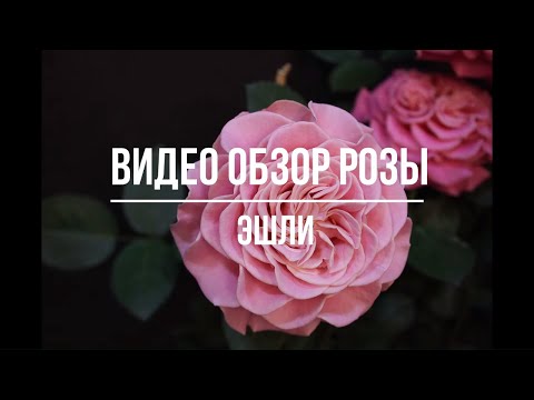 Видео: Обзор розы Эшли (Чайно гибридная) - Ashley (Tantau 2016)