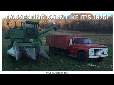 Видео: Урожай кукурузы 2025 года! Лущу кукурузу, как в 1975 году!