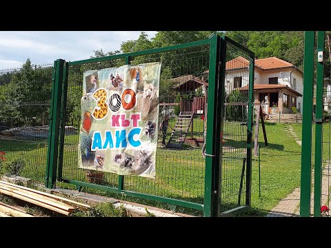 Видео: Зоо кът Алис/Zoo Alis