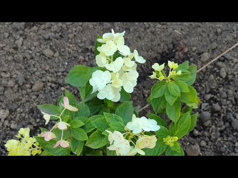 Видео: Пересаживаю гортензию🌸 Муж сделал дренаж (ливневку) 💦 Заготовки🍎🍅🫑Теплица 🥒 #сад #гортензия#дренаж