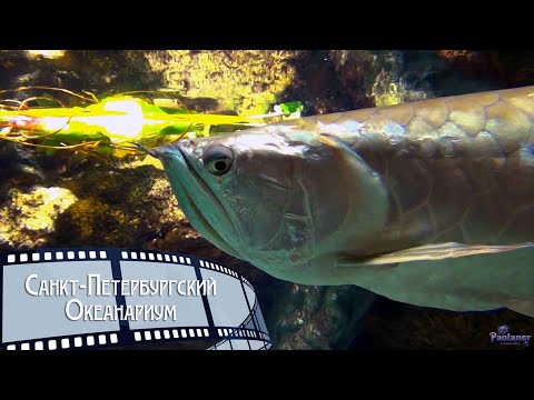 Видео: Санкт-Петербургский Океанариум (2023)