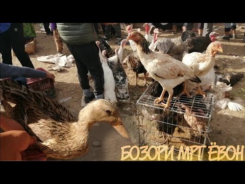 Видео: МОЛБОЗОРИ ЁВОН НАРХИ МРГ ДАКАН ХАРГУШ ВЕЛИКАН
