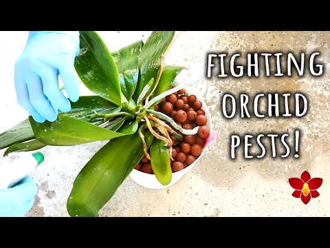 Видео: Вот что я делаю после 12 лет борьбы с вредителями орхидей!