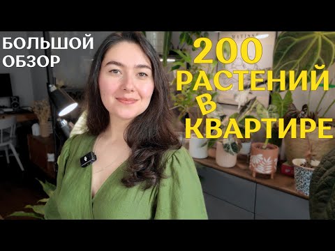 Видео: БОЛЬШОЙ обзор КОЛЛЕКЦИИ комнатных растений | однокомнатная КВАРТИРА с 200 растениями🌿