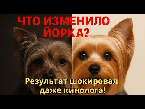 Видео: Кормлю йорка ЭТИМ, результат шокировал. #кормдлясобак #уходзайорком #shortsvideo #йорк #собака