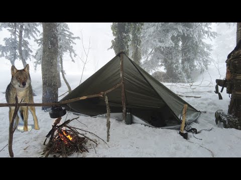 Видео: Встреча с волком в лагере - дикий волк пришел в палатку - зимний лагерь - снежный лагерь