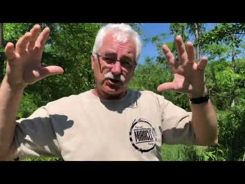 Видео: Что такое ПЕРМАКУЛЬТУРНЫЙ САД (что вам нужно знать!)