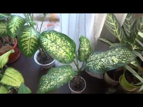 Видео: Комнатные цветы/растения. Вы просили - я сняла. Диффенбахия.