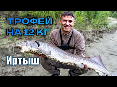 Видео: Поймал осетра на 12 килограмм, рыбалка на донки. #рыбалка #fishing #рыбалканафидер