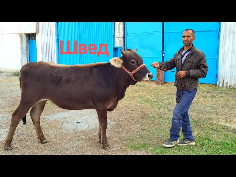 Видео: Сешанбебозори н.Фархор нархи Гови гусоладор, Букача, Гуночин, Гусфанд, буз