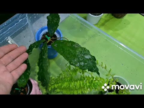 Видео: КОМНАТНЫЕ РАСТЕНИЯ(ЦВЕТЫ).ПОСЫЛКА-СЮРПРИЗ,ОТ НАТАШИ ИЗ ВОЛГОГРАДА.❤️❤️❤️