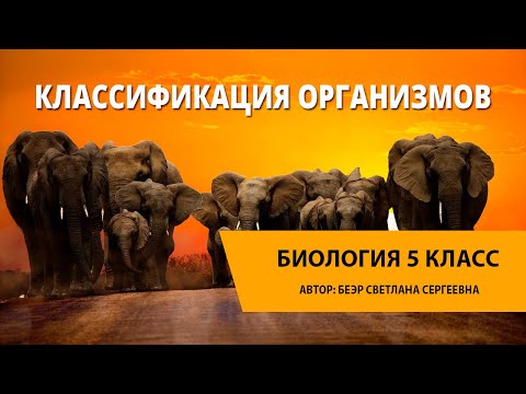 Видео: Классификация организмов