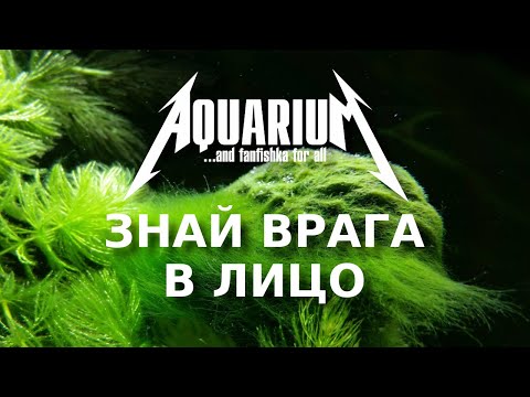 Видео: Водоросли в аквариуме: знай врага в лицо!