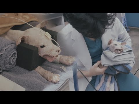 Видео: Тедди -2 Щенок, который не может даже закрыть глаза самостоятельно-шокирующие результаты теста Тедди