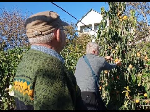 Видео: Екзотичні рослини самовивозом!!! Хурма, зизифус, Маракуя Північна!!!