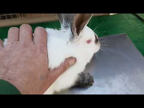 Видео: Вес крольчат в 2 месяца Сравнение породных и помеси  🐰🐇