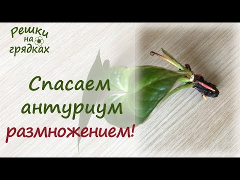 Видео: Размножение антуриума черенками | Как спасти антуриум засыхающий антуриум?