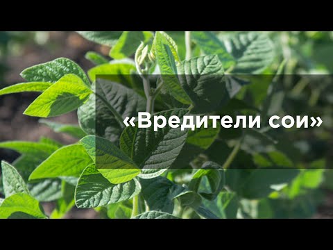 Видео: Вредители сои