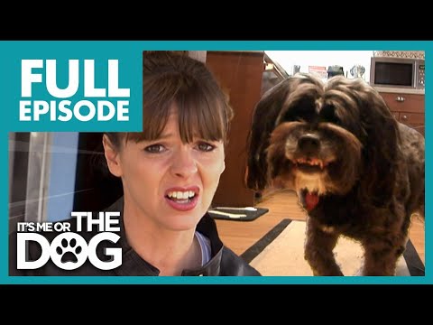 Видео: «Акула-собака» разрушает личную жизнь хозяйки! | Полный эпизод в США | Либо я, либо собака