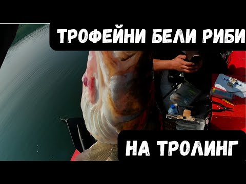 Видео: Трофейби бели риби на тролинг