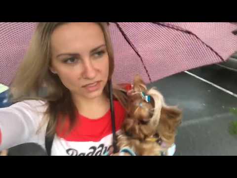 Видео: DogVlog: Неделя влогов🐶день второй. Йоркширские терьеры