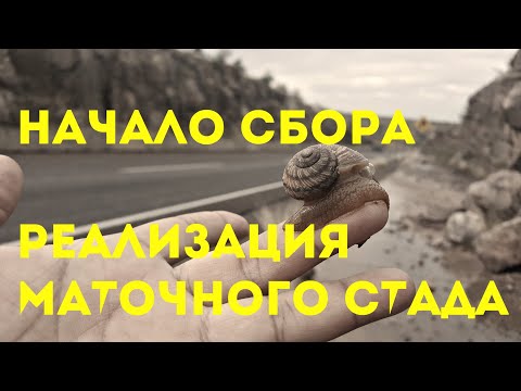 Видео: Начало сбора и реализации маточного стада | Бизнес в селе | идеи 2019 | Helix Aspersa Muller |